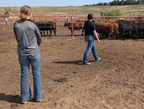 NCTA Students practice moving cattle in feedlot pens. Photo by Jessica Rodman