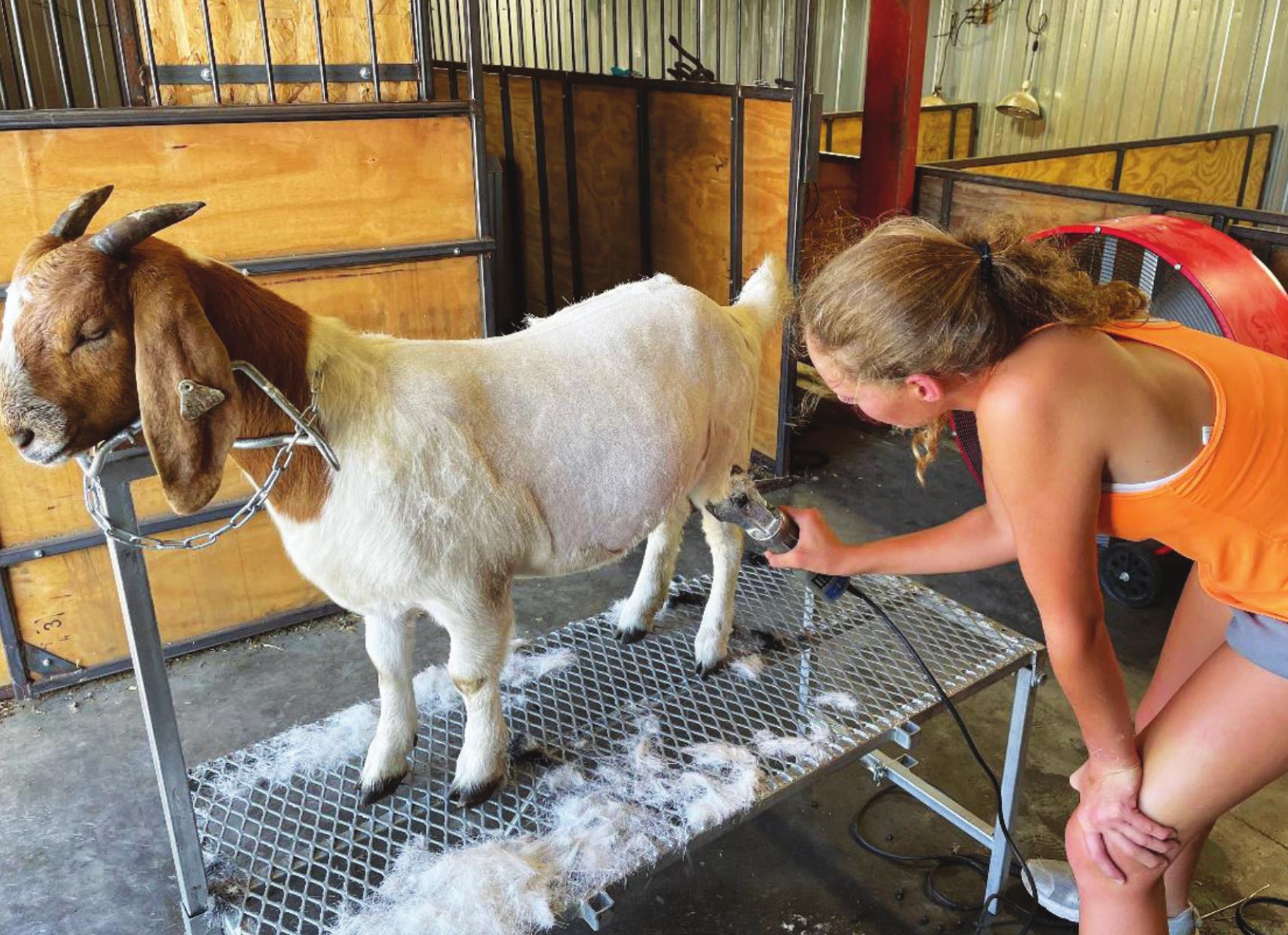 The Polk County Fair — along with all the animals — returns to the fairgrounds next week. Here Rylee Hofmann shears her goat to prepare for the fair. Photo courtesy of Tom Hofmann.
