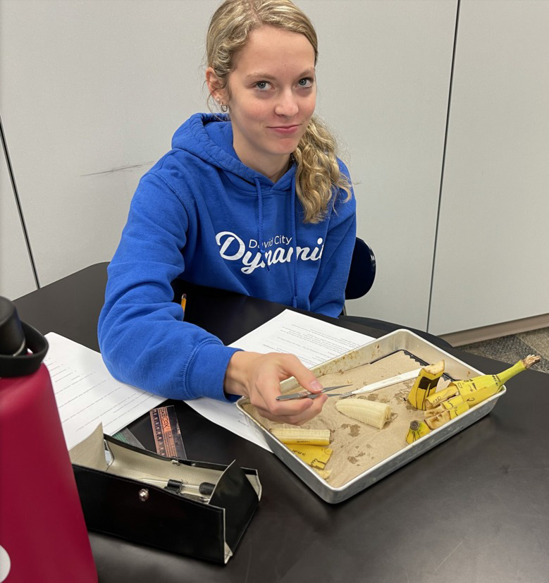 Mrs. Bauers' Anatomy students completed an autopsy on their bananas recently while practicing their planes and anatomical directions. Photo provided by Shelby-Rising City Schools
