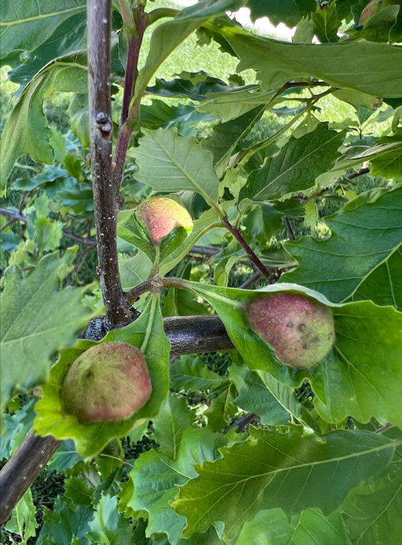 Apple oak galls on a swamp white oak (Quercus bicolor), photo by Jodi Green, Extension Entomologist