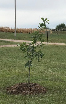 Tree Planted in Memory of Hughes