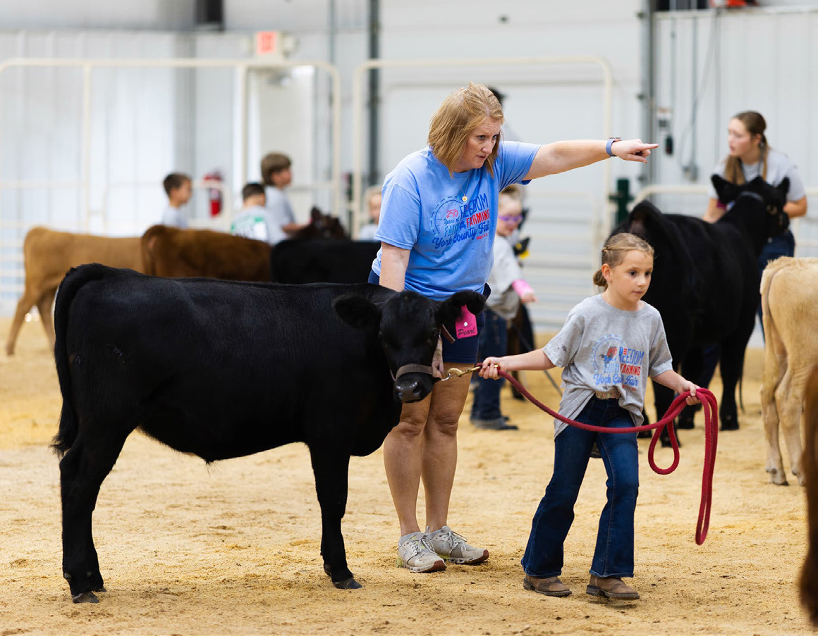 Tanya Crawford helps a girl get her cow to where it needs to go at the York County Fair. Tanya is an extension educator with York and Polk Counties. Photo provided.