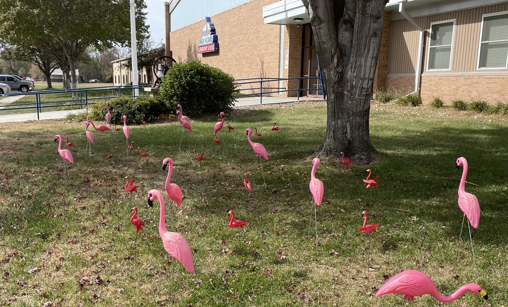Flamingos have reportedly begun taking up residence at various High Plains community locations. High Plains Schools photo
