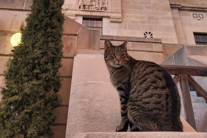 Cameron the cat sits out in front of the Capital building in Lincoln. Cameron now lives with his caretaker in assisted living. A statue of Cameron is on the Capitol grounds. Photo was provided.