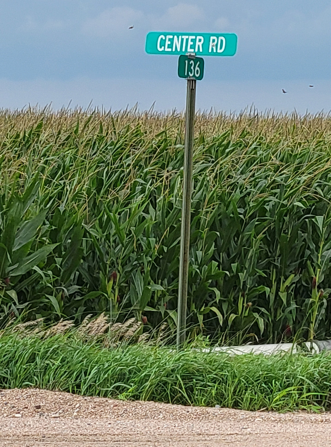 The corn is tall from summer until harvest, so please slow down at all county road intersections. Even if you know there is a stop sign, slow down and check for traffic. PCN photo by Beth Sparrow.