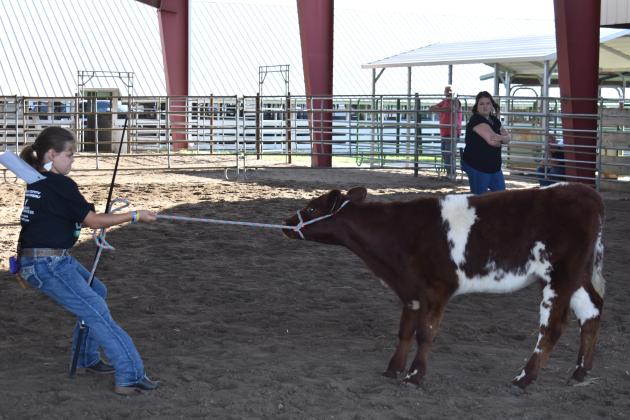 Tugging on her cow to get it to move in the beef show. Photo by Beth