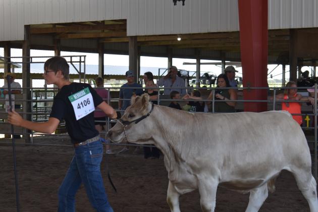 Beef show, photo by Beth