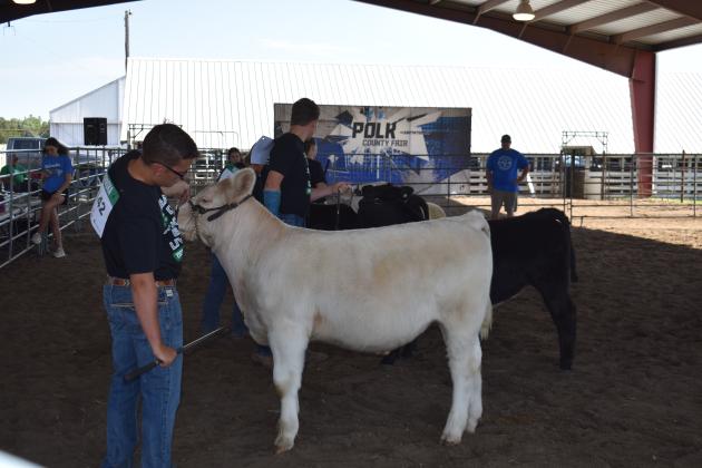 Gavin showing his cow in the beef show. Photo by Beth