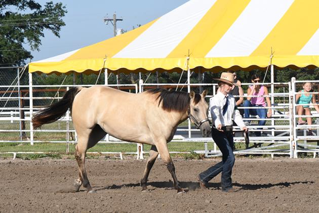 Kailey Mentink shows her horse during the Halter portion of the Horse Show on Wednesday. Polk County News Photo by Rick Holtz