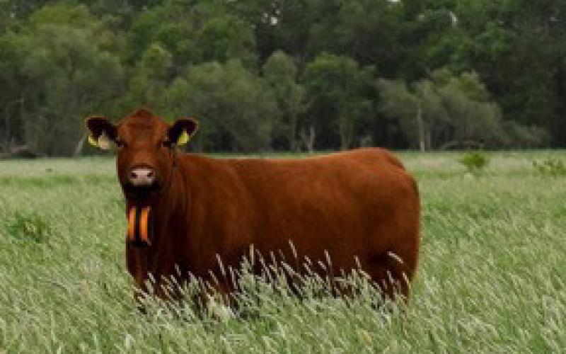 A cow at the Eastern Nebraska Research, Extension and Education Center. Photo by Abigale Warm.