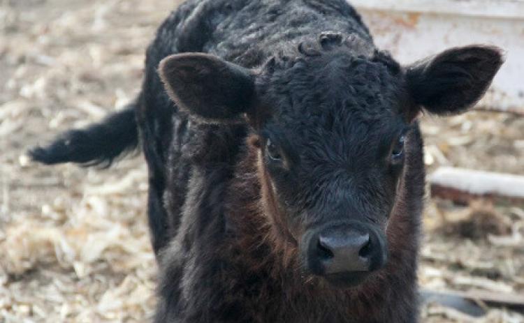 After exposure to wildfire smoke, vigilance will help calves stay healthy. Photo by Chabella Guzman
