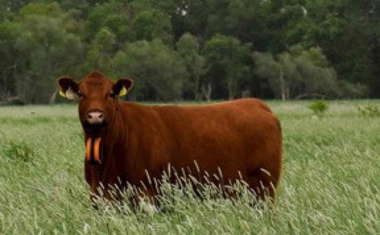 A cow at the Eastern Nebraska Research, Extension and Education Center. Photo by Abigale Warm.