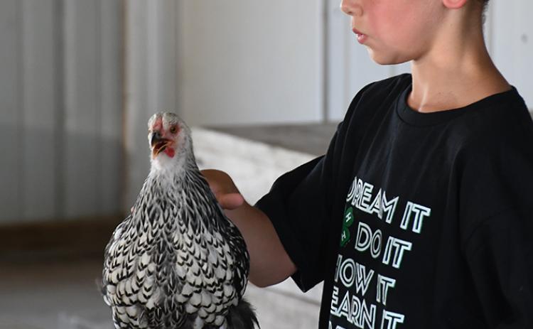 Declan Gable shows his bird in the Poultry Show. Polk County News Photo by Rick Holtz