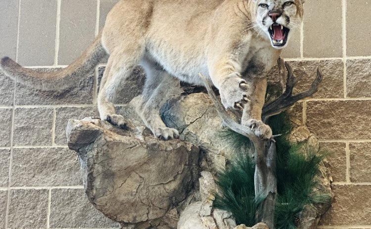 CROSS COUNTY COUGAR NEWS