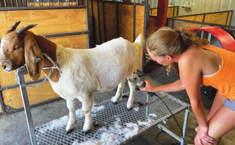 The Polk County Fair — along with all the animals — returns to the fairgrounds next week. Here Rylee Hofmann shears her goat to prepare for the fair. Photo courtesy of Tom Hofmann.