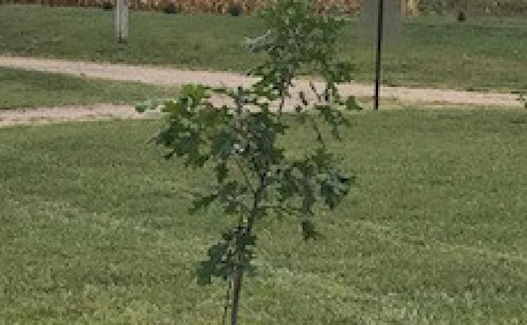 Tree Planted in Memory of Hughes