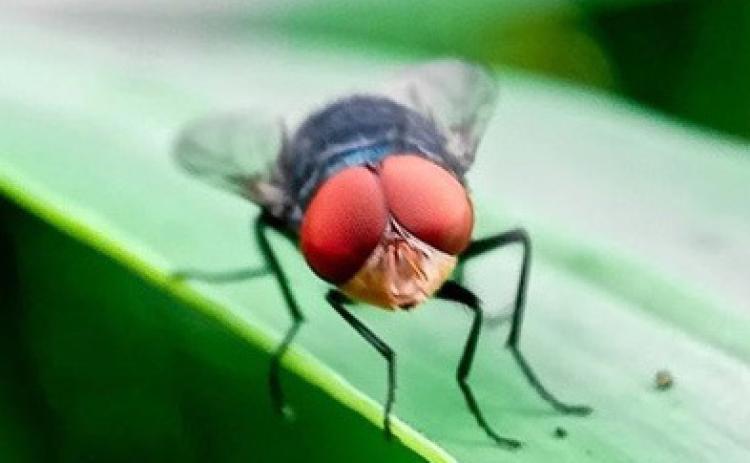 Photo courtesy of the USDA’s Animal and Plant Health Inspection Service.