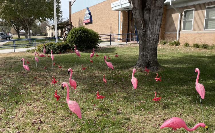 Flamingos have reportedly begun taking up residence at various High Plains community locations. High Plains Schools photo