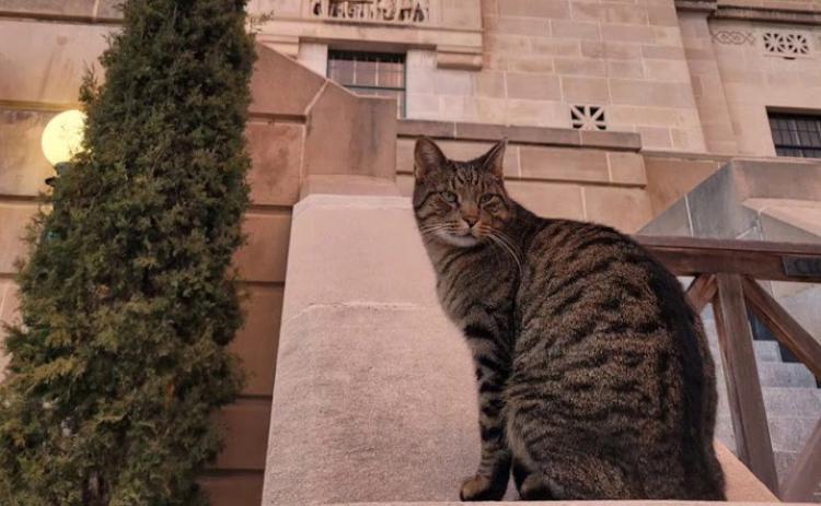 Cameron the cat sits out in front of the Capital building in Lincoln. Cameron now lives with his caretaker in assisted living. A statue of Cameron is on the Capitol grounds. Photo was provided.