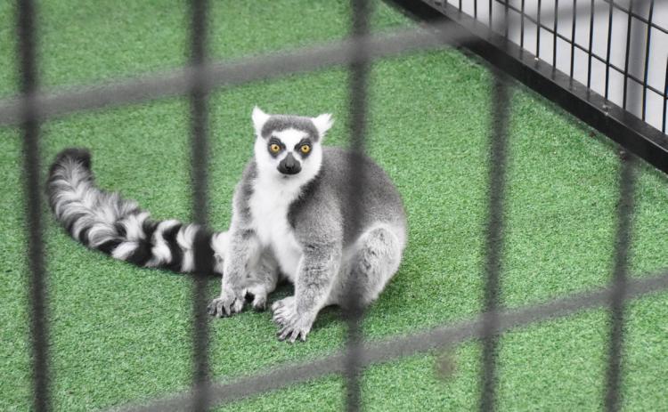 Above: A lemur looks at me.