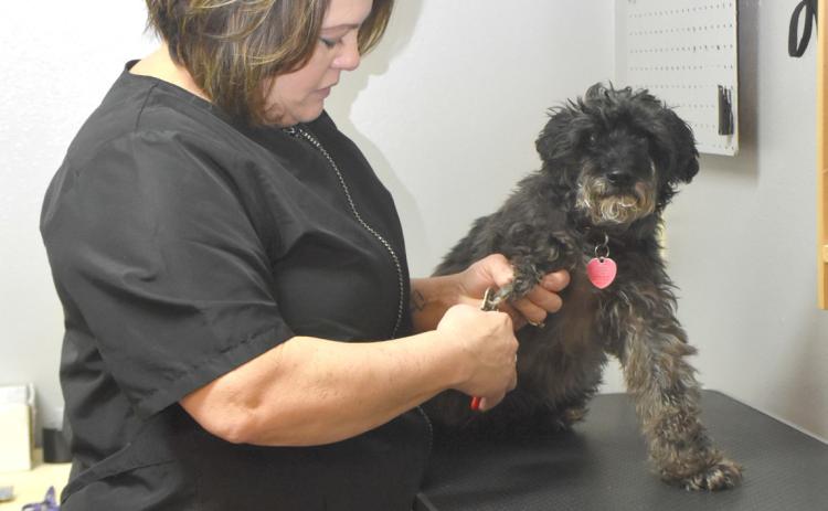 Amy Renken with The Posh Pup trims Murphy’s nails. PCN photo by Beth Sparrow.