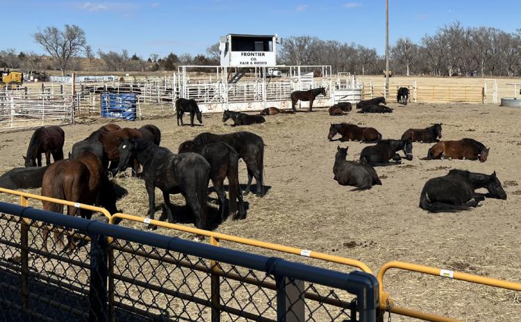 The Grunden horses still resting on Monday after an extremely traumatic and miraculous evacuation from the Cottonwood Fire last Friday, when NCTA students and others answered the call. (Andela Taylor)