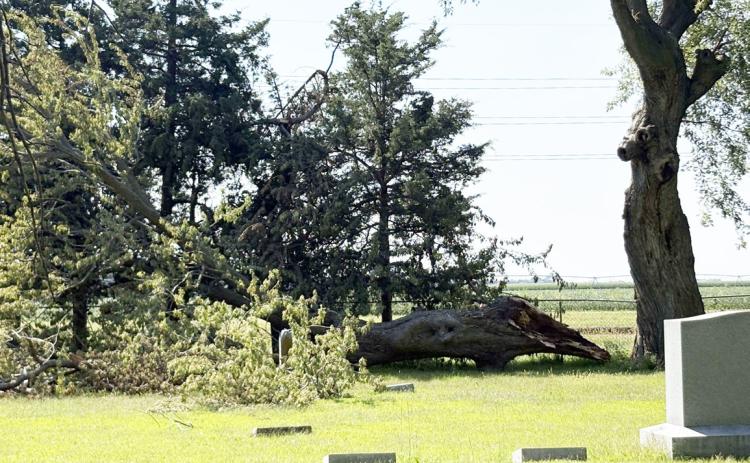 Area weather seemed to make this tree break in the Stromsburg Cemetery. This is in the west block (the older section) of the cemetery. PCN photo by Beth Sparrow.