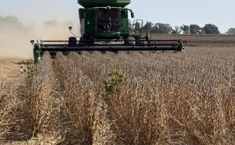 Above: Harvest time is here with the beautiful dry weather we’ve had. Craig Beebe harvests soybeans.
