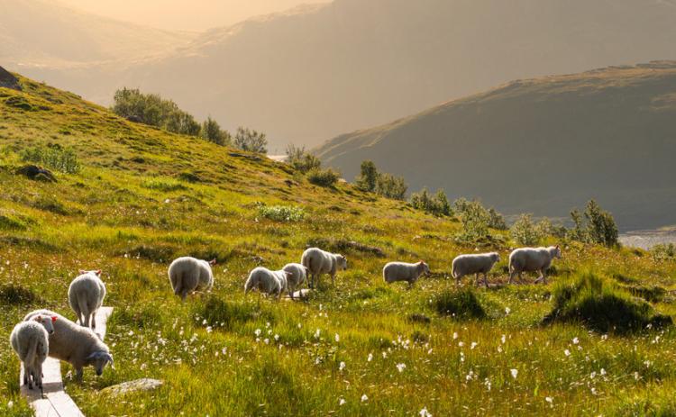 Remembering The Good Shepherd